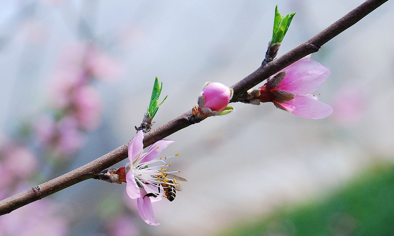 土蜂蜜与意蜂蜜有什么区别？